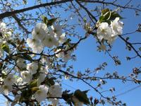 大島桜