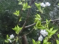 大島桜