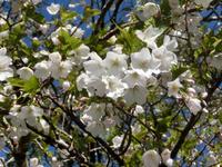 大島桜