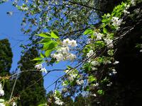 大島桜