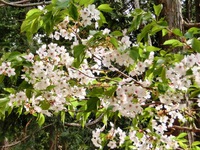 大島桜