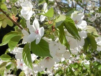 大島桜