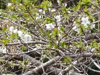 大島桜