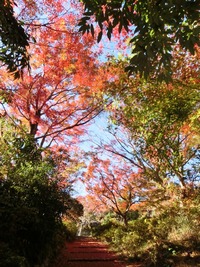 大手道の紅葉