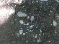 円礫岩