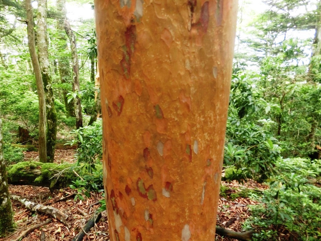 水窪の常光寺山に登る⑰―樹皮が剥けた木 l 自然と歴史の中を歩く！