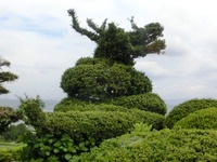 植木の「龍」