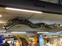 「旅のおみやげ屋さん」の「龍」