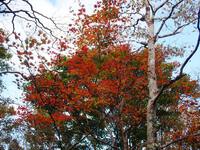 竜頭山の紅葉