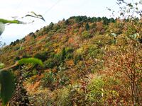 竜頭山の紅葉
