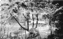 「岩水寺遊園地の櫻」