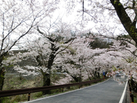 坂戸橋の桜のトンネル