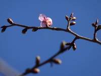 河津桜