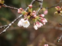 佐久間のソメイヨシノ開花！