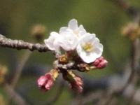 佐久間のソメイヨシノ開花宣言！