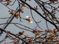 佐久間のソメイヨシノ開花！