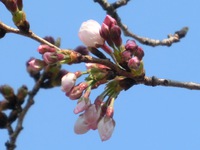 桜