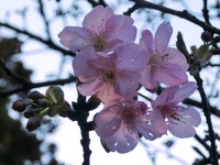 河津桜