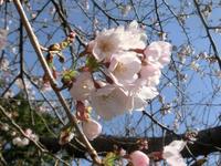 椎ヶ脇神社の桜