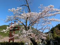 表参道駐車場の桜