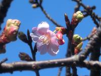 河津桜