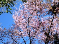 桜、さくら、サクラ