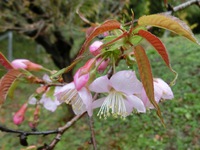 サクラの花