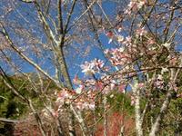 四季桜