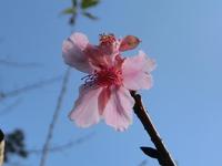 返り咲いた淡海國玉神社の桜