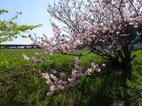 桶ヶ谷沼の桜