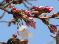 桜