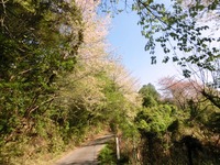 桜、さくら、サクラ