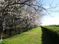 天竜川堤防の桜並木