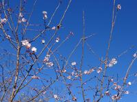 十月桜