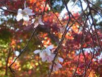四季桜と紅葉