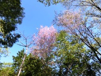 桜、さくら、サクラ