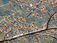 北遠の桜