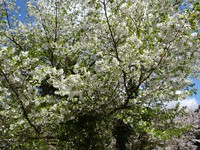 大島桜