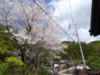 石畳の坂道脇の桜