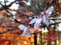 十月桜