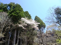 社務所裏の山桜