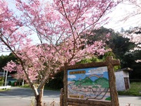 表参道駐車場の桜