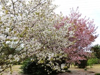 満開を迎えた実家の桜
