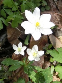 3輪咲いた二輪草