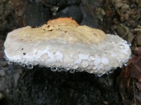 ツガサルノコシカケ