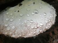 汗をかいたツガサルノコシカケ