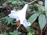 白花ササユリ