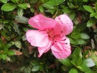 返り咲いたサツキの花