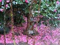サザンカの落花