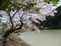 瀬尻橋の桜